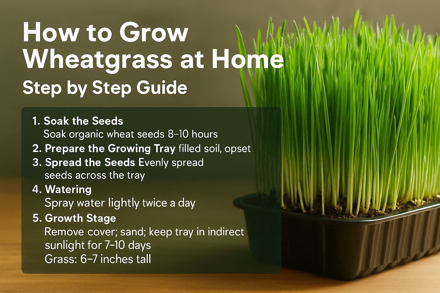 How to Grow Wheatgrass at Home – Step Step Guide