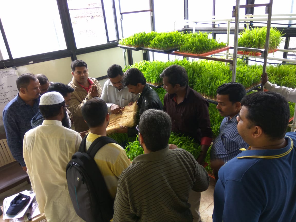 Onsite hydroponic fodder system training at Junnar center