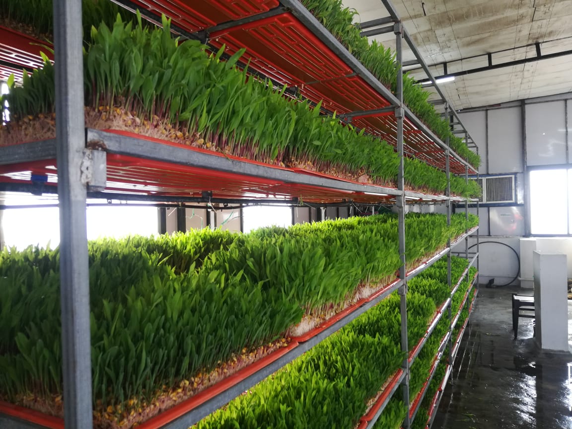 Lush hydroponic fodder trays on multi-tier racks