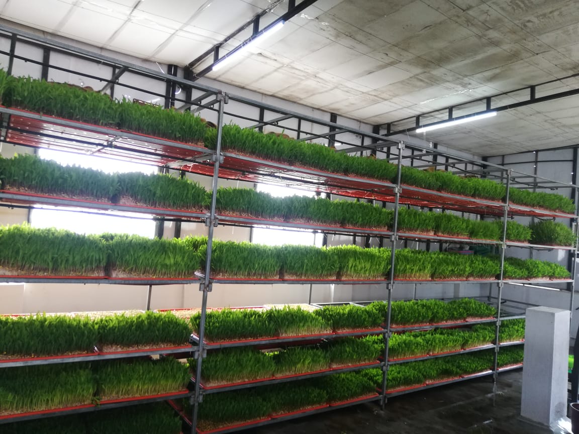 Completed hydroponic fodder room installation with multi-tier racks