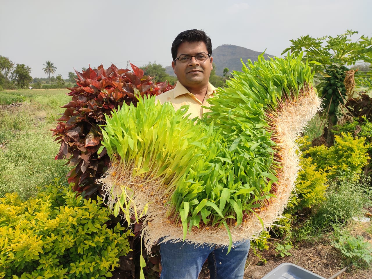 Ashwin R. Sawant with hydroponic fodder trays