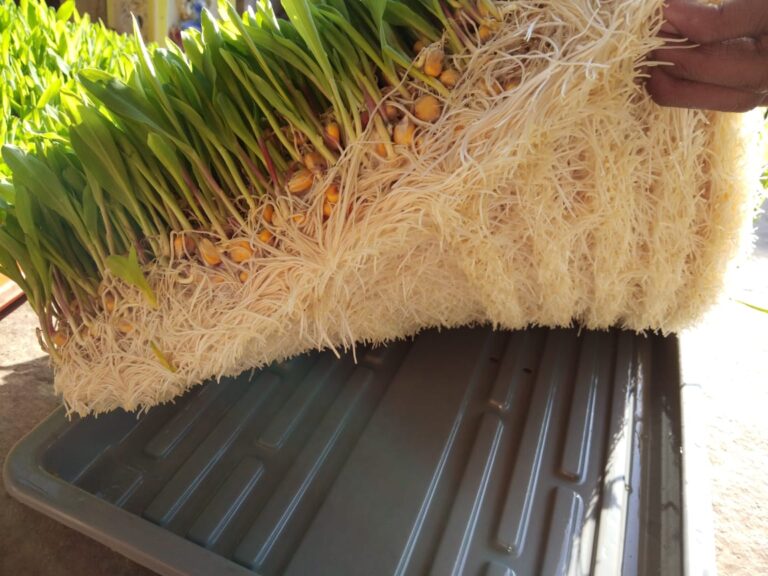 Hydroponic Setup 9