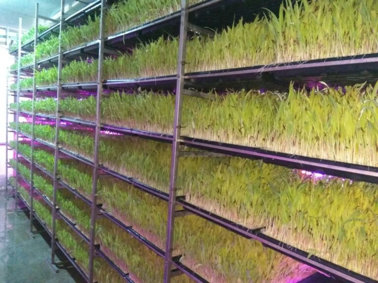 Hydroponic Setup 13